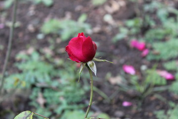 Red rose