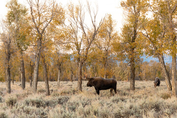 Fototapeta na wymiar Bull Shiras Moose in Autumn in Wyoming