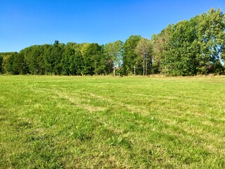 A nice field or meadow at a random Swedish countryside. A sunny day during late summer. Clear blue sky, not a single cloud. Plenty of  green trees in the forest. Järfälla, Stockholm, Sweden, Europe. 
