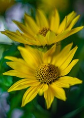 żółte kwiaty topinamburu czyli słonecznika bulwiastego
