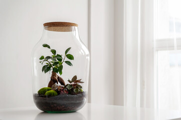 Small decoration plants in a glass bottle/garden terrarium bottle/ forest in a jar. Terrarium jar with piece of forest with self ecosystem. Save the earth concept. Bonsai, set of terrariums/ jars