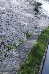 Fototapeta premium 桜並木