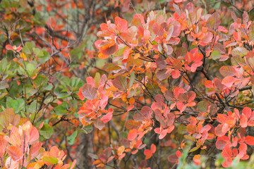 Beautiful autumn background with colorful foliage. Cotinus.