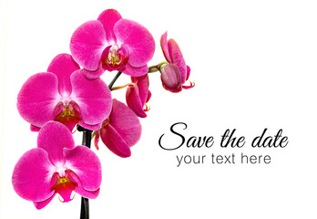 Purple Orchids isolated on white background with place for text and design.
