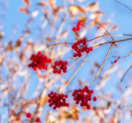 Bright red berries of viburnum in autumn. Blue sky background.
