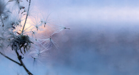 Hawk flower seeds with bokeh background. Water droplets sparkle on the seeds. Concept of fly, lightness,  change, growth, movement and direction.