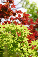 Fototapeta premium 紅葉