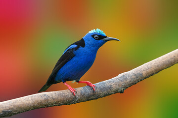 adult male Red-legged Honeycreeper (Costa Rica) 