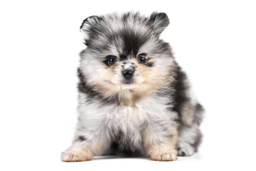 Pomeranian Spitz puppy isolated