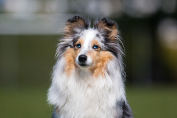 Cute sweet fluffy blue merle white gray shetland sheepdog sheltie summer portrait outdoors. Beautiful purebred adorable little lassie collie pet dog with blue eyes expression and green background 