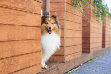 Beautiful sable white Shetland sheepdog standing outdoors on the paving stone street of old city...