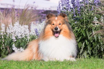 Cute, fluffy sable white shetland sheepdog, little sheltie sitting outside on summer time in blooming summer flower field. Fur small collie, little dog smiling in violet flowers on summer day 