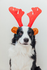 Funny studio portrait of cute smiling puppy dog border collie wearing Christmas costume red deer horns hat isolated on white background. Preparation for holiday. Happy Merry Christmas 2021 concept.