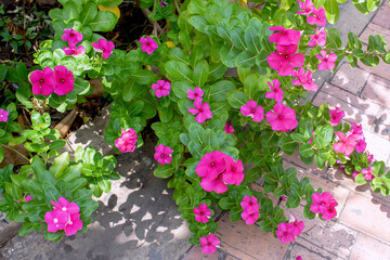 Catharanthus pink flowers in a garden
