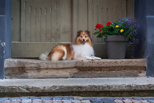 Beautiful sable white sheltie lies near vintage door on the renovated stairs on the paving stone street of old city town. Shetland sheepdog, lassie, little collie smiling near big pot with flowers