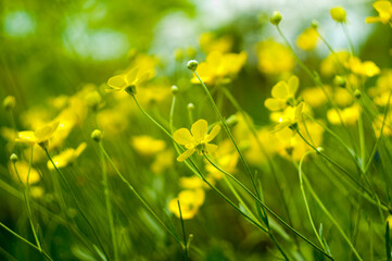 Yellow flowers buttercups