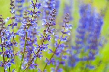 Fototapeta premium Wild blue flowers in a meadow on a summer day.