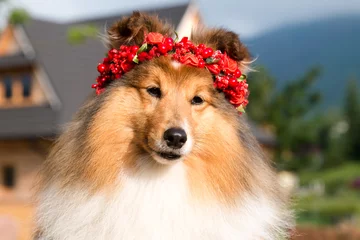 Fotobehang Amazing smiling sable white shetland sheepdog with background of traditional  polish Zakopane region wooden house. Little collie, sheltie lassie dog with circlet of meadow flowers on sunny summer day  © Lidia
