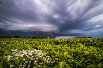 field of flowers and stormy sky