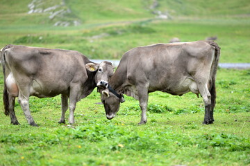 Kühe auf einer Alm