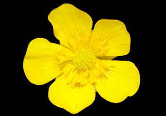 yellow flower on black background