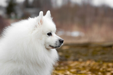 Fototapeta premium Portrait of purebred cute charming white japanese spitz with autumn leafs background. Smiling fur fluffy family pet spitz smiling outdoors on foggy autumn day 