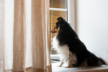 Stunning nice fluffy sable white black shetland sheepdog, sheltie sitting on the windowsill and looking out the window. Small, little collie, lassie dog waiting for owner to come home in cozy interior