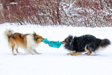 Two young and crazy purebred shetland sheepdogs playing outdoors on winter time with handmade blue toy. Playful sable white and black tricolor shelties, little collies having fun on winter time