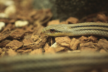 Fototapeta premium シマヘビ