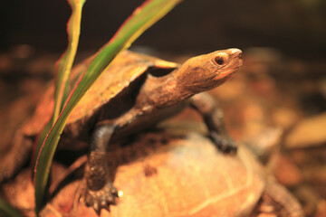 ニホンイシガメ