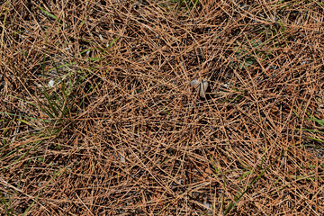 texture of dried pine needles