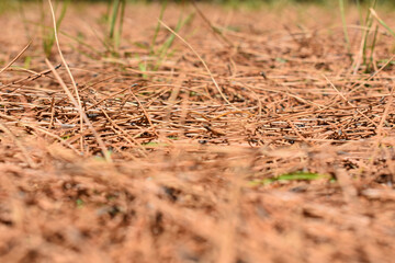 dried pine needles