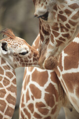 Obraz premium キリンの親子