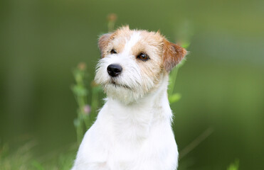 Cute adorable rough haired jack russell terrier sitting outdoors on summer time with green grass background. White and sable brown jack russell terrier posting outside, nice portrait of pet dog 