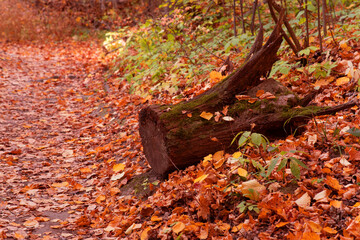 tree stump lying in the forest against the background of autumn foliage