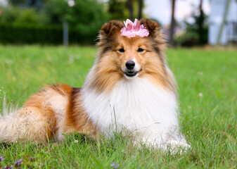 Stunning smart nice fluffy sable white shetland sheepdog, sheltie lies on the green grass with...