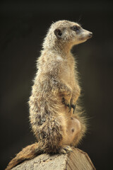 ミーアキャット