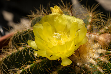yellow blooming cactus flower close-up