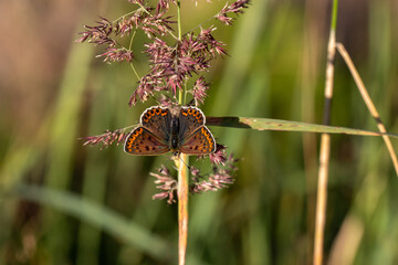 butterfly on a flower