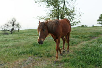 The horse grazes on a green lawn in cloudy weather. cloudy sky