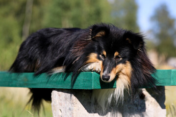 Summer portrait of two sweet cute and smiling sable white and black and white tricolor shetland sheepdog, sheltie. Little lassie dog lies outdoors on green bench, small collie with green background
