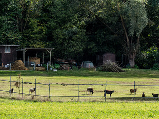 Obraz premium Schafe auf der Weide
