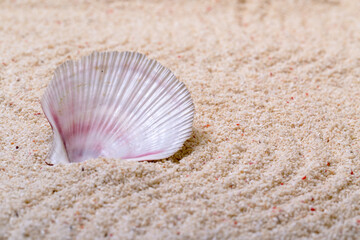 Sea shells with coral sand