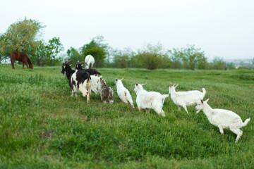 Obraz premium A herd of goats walking on a green meadow on a farm