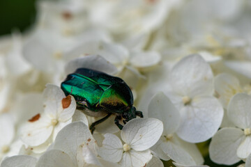 Bug on a flower of hydrangea