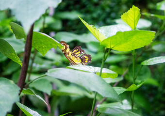 a monarch butterfly or simply monarch, Danaus plexippus, is a milkweed butterfly in the family Nymphalidae