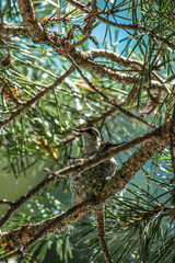 Young ruby throat humming bird in the nest.