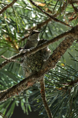 Young ruby throat humming bird in the nest.