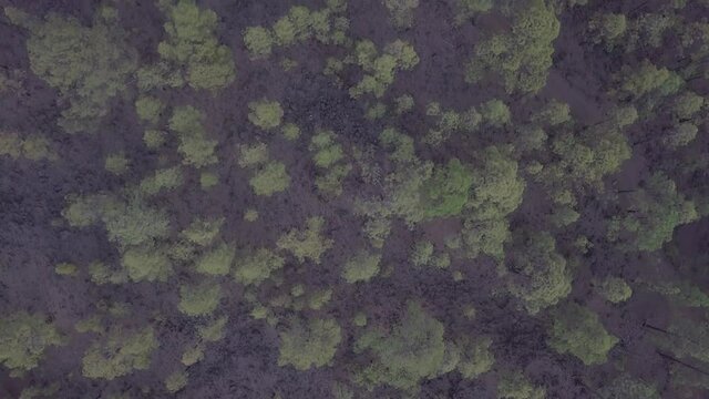Ash-view pine trees