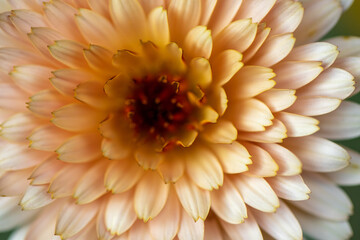Yellow dahlia flower macro